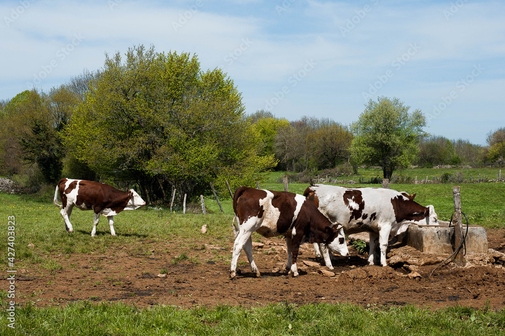 Vaches à l'abreuvoir dans le Jura Vaches à l'abreuvoir dans le Jura