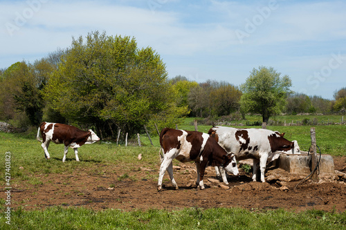 Vaches à l'abreuvoir dans le Jura © Jelis