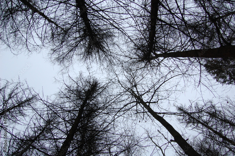 trees and sky from the lower angle trees and sky from the lower angle