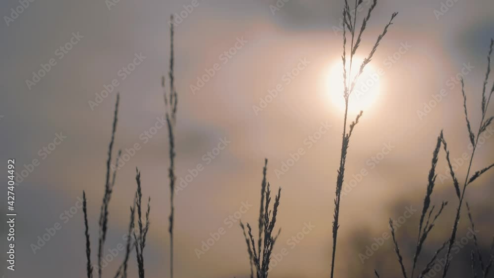 Wild Grass Stalks Gently Moving Against Winter Golden Sunlight. Slow Motion Wild Grass Stalks Gently Moving Against Winter Golden Sunlight. Slow Motion