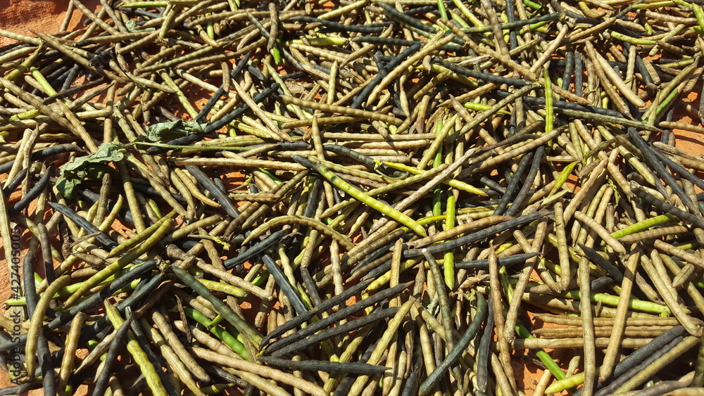 Mung bean (vigna radiata)that is being dried in the sun Mung bean (vigna radiata)that is being dried in the sun