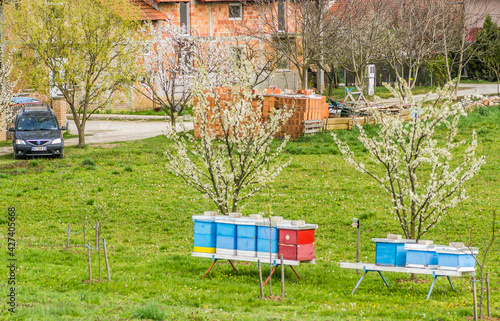 Beehives with bees grazing in a private orchard. 