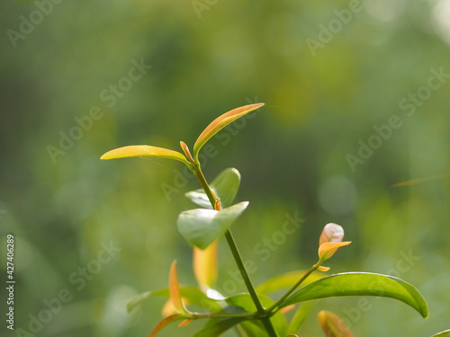 be in a bud, put forth fresh leaves, Sprouting young leaves on tree, green nature background