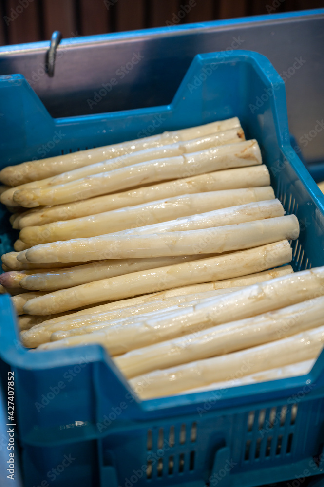 First Dutch white asparagus for sale on farm in North Brabant