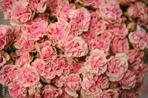 Fototapeta Naklejka Na Ścianę i Meble -  close-up on beautiful buds of small pink roses