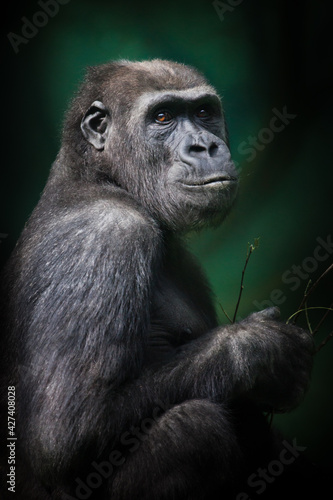A female chimpanzee with an intelligent look sits half-turned and holds a twig  dark green