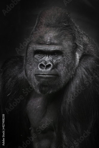 A powerful male gorilla with strong biceps, a figure and a half, a stern face with pursed lips