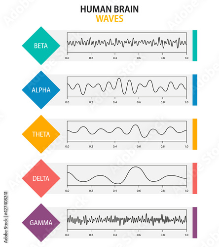 Set of brain waves oscillation. Beta, alpha, theta, delta, gamma brain waves. Human rhythm, types, amplitude of mind waves. Vector illustration photo