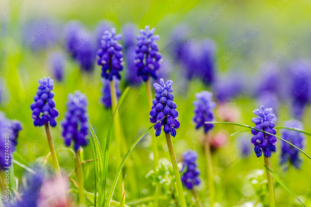 (Muscari botryoides) is a perennial herbaceous plant from the hyacinth family. (Muscari botryoides) is a perennial herbaceous plant from the hyacinth family.