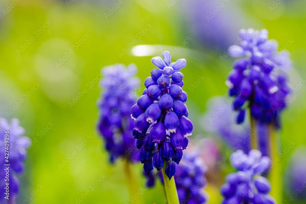 (Muscari botryoides) is a perennial herbaceous plant from the hyacinth family. (Muscari botryoides) is a perennial herbaceous plant from the hyacinth family.