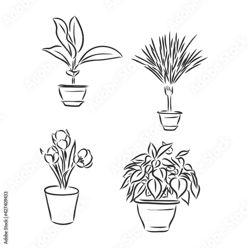 Pot plants set, vector illustration flowers in pots drawn black line on a white background, hand-drawn design elements.