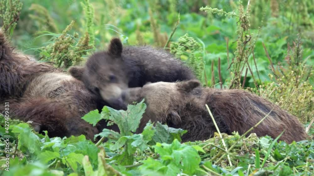 A female brown bear and her cubs lie in the grass, Kamchatka, Russia, 4k A female brown bear and her cubs lie in the grass, Kamchatka, Russia, 4k