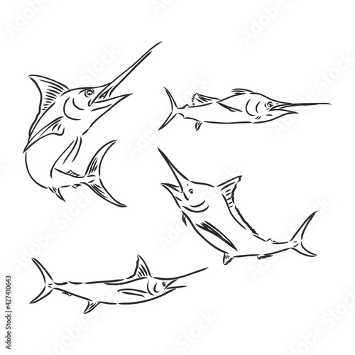 Hand drawn swordfish. Vector illustration in sketch style
