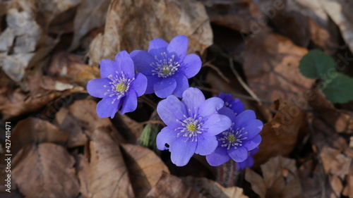 spring purple flowers
