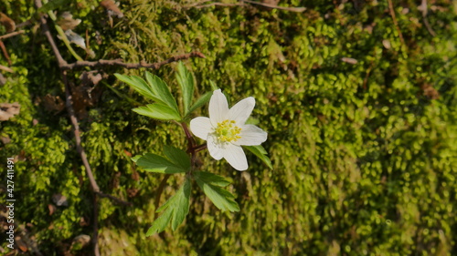 spring white flowers