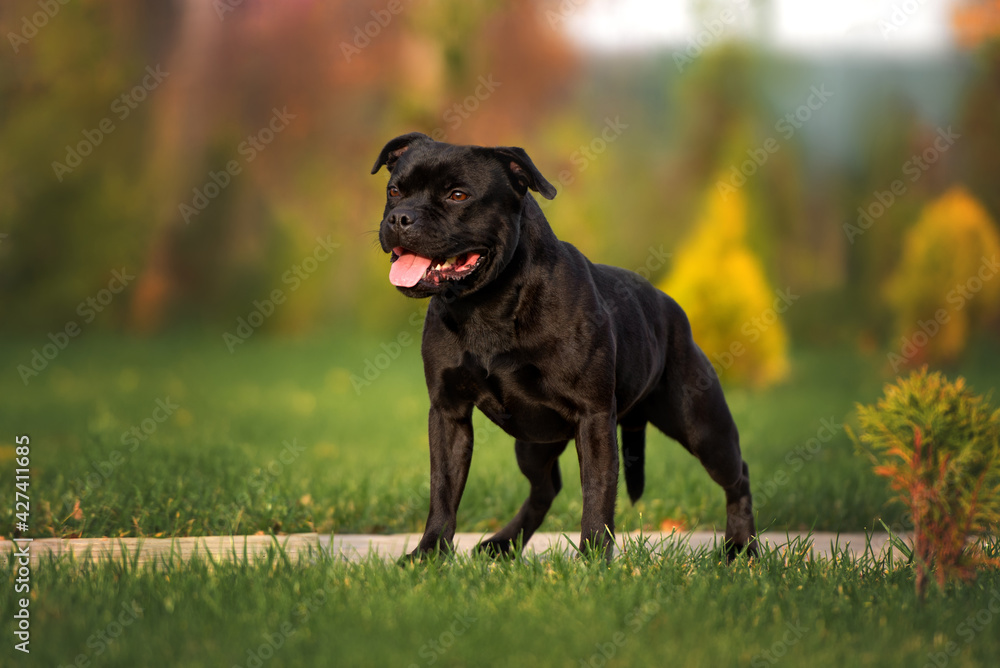 black staffordshire bull terrier dog standing outdoors, close up black staffordshire bull terrier dog standing outdoors, close up