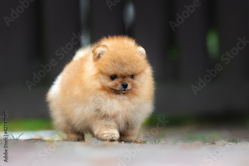Small Pomeranian Spits Puppy Walking