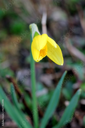 Macro photo of yellow daffodil bourgeon