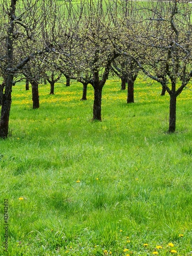 Obstbaumplantage im Frühling