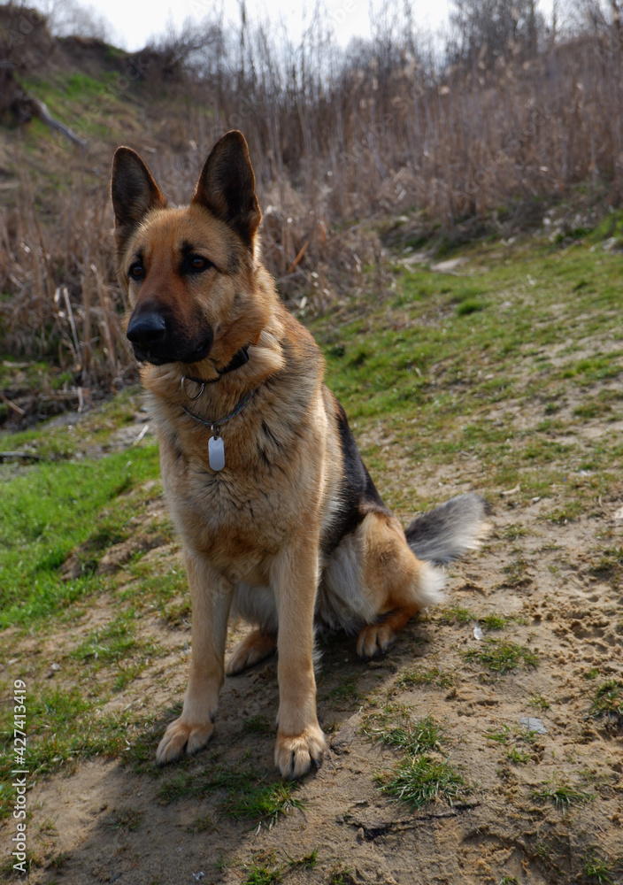 German shepherd dog sits on the sand shore of the lake in spring. Walk with a pet.