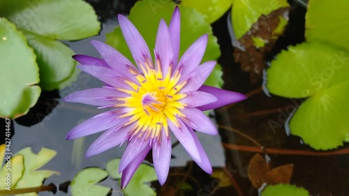 A purple lotus with yellow stamens is blooming in the morning sun. 