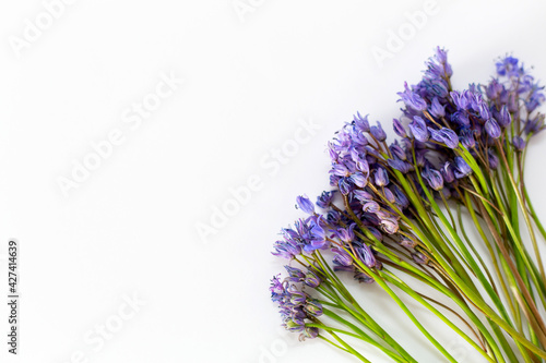 Wildflowers, blue squill isolated on white background. 