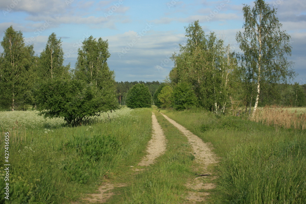 country road in the forest