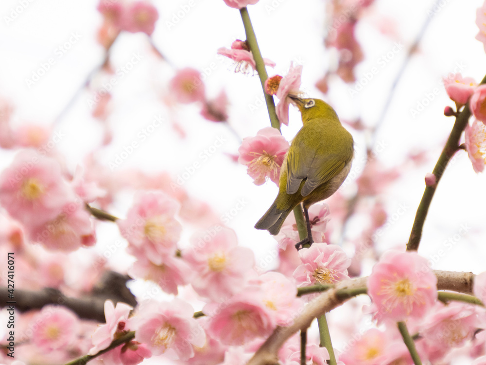 blossom blossom