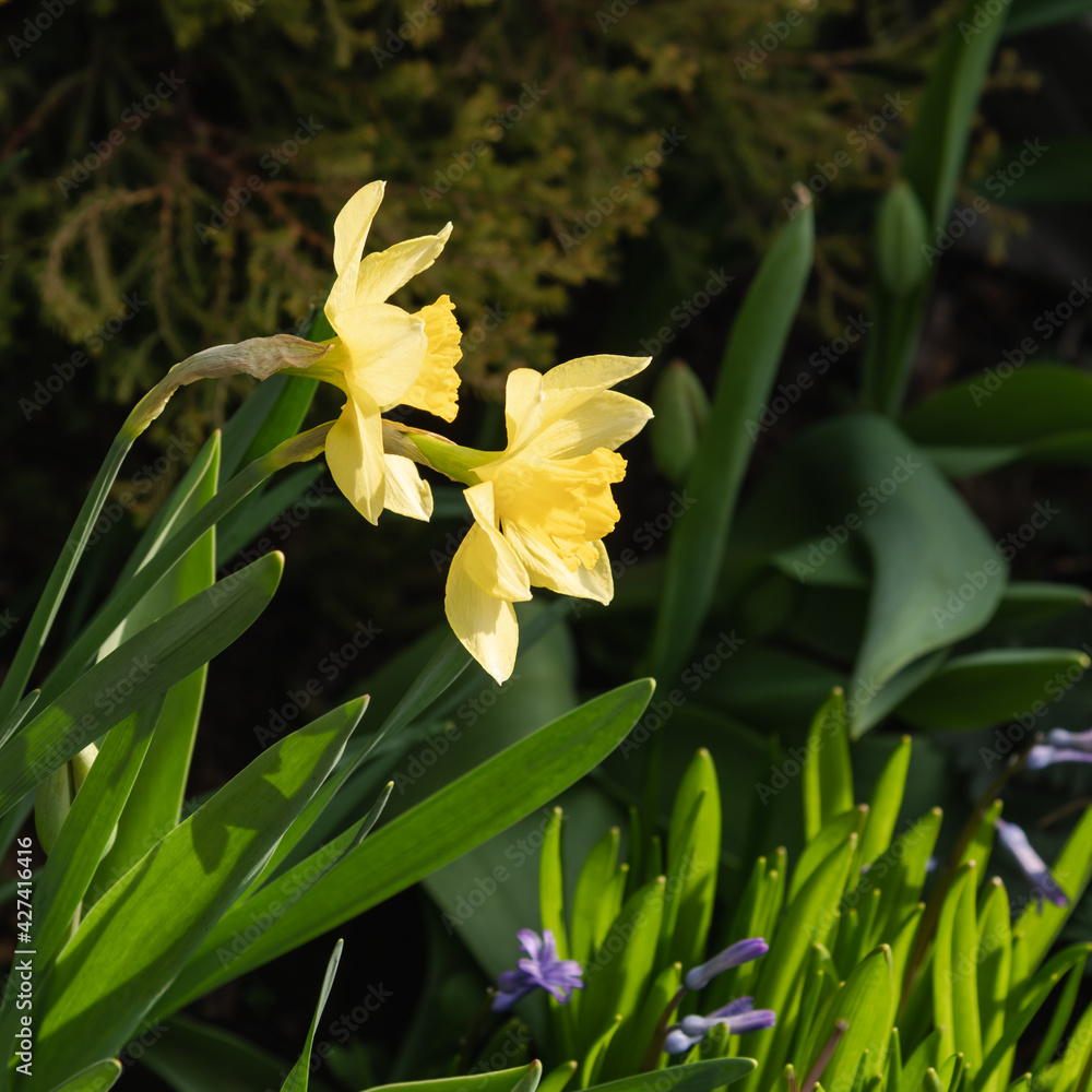 Fototapeta premium spring flowering of yellow daffodils in the garden