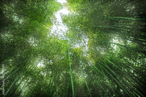Green bamboo background. From the bottom to the top view of grove of bamboo garden.