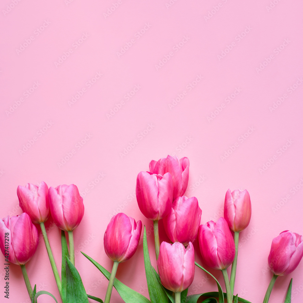Fototapeta premium Fresh tulip flowers on a pink background. Bright spring background. Copy space for text.