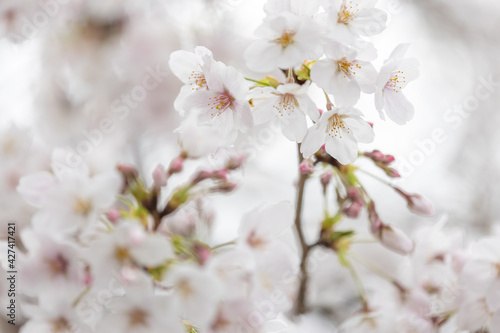 Sakura   Cherry blossom  