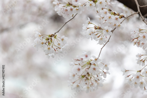 Sakura ( Cherry blossom ) © MORNINGS