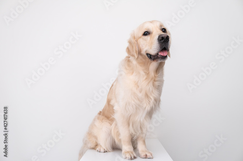 A large beautiful dog in full growth sits on a white chair and looks at the camera. Portrait of a golden retriever on a white background.
