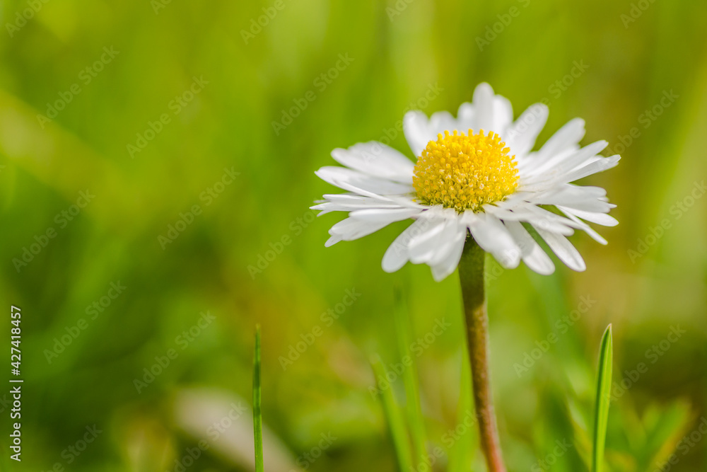 Bellis perennis-is a perennial herbaceous ornamental and medicinal plant from the Asteraceae family. Bellis perennis-is a perennial herbaceous ornamental and medicinal plant from the Asteraceae family.