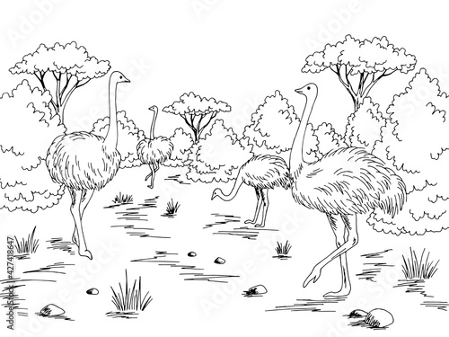 Ostrich farm bird yard graphic black white landscape sketch illustration vector