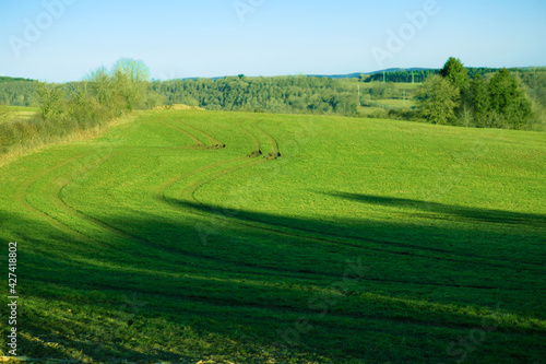 Spring landscape background with blue sky and green grass field. © Swetlana Wall