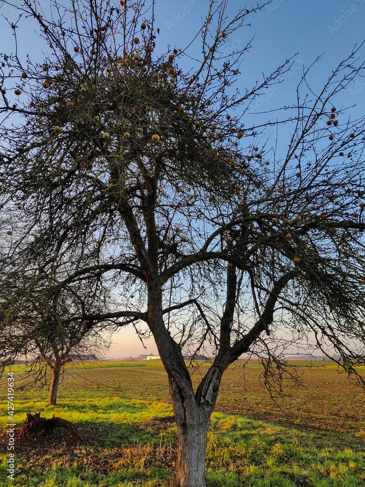 Wiese mit Obstbäumen im Februar Wiese mit Obstbäumen im Februar