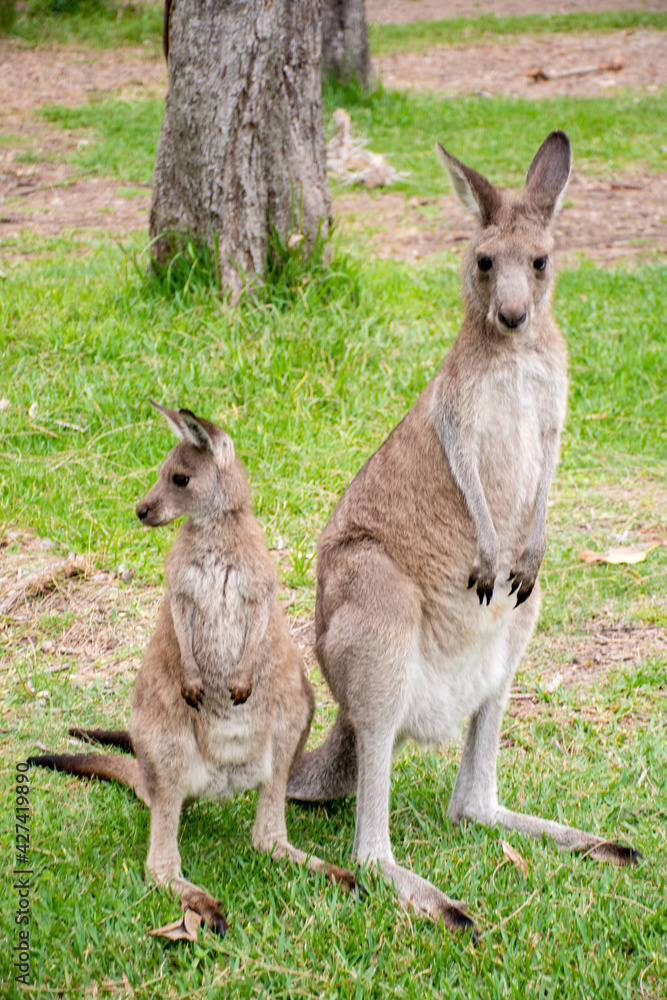 Joey kangaroo and mother kangaroo standing in the bush Joey kangaroo and mother kangaroo standing in the bush