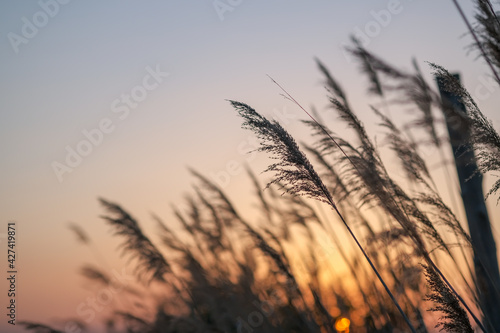 Dry reeds pampas grass on natural sunset background. Soft plants Cortaderia selloana at warm evening. Bright scene of feather dusters plants. Beautiful relax summer landscape.