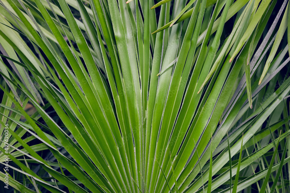 Fototapeta premium Palm tree leaves. Tropical forest natural, green pattern. Tropical summer concept for your design.