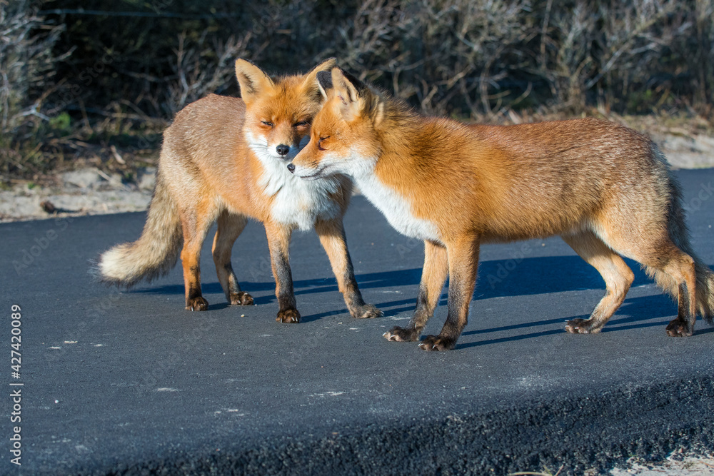Fototapeta premium Two Red Foxes (Vulpes vulpes) on a cycle path in the dunes