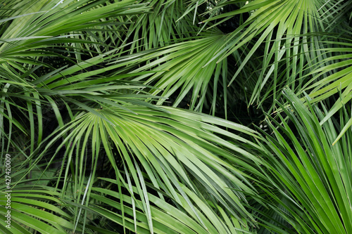 Palm tree leaves. Tropical forest natural  green pattern. Copy space for graphic design tropical summer concept. 