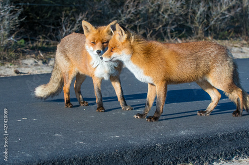 Two Red Foxes (Vulpes vulpes) on a cycle path in the dunes