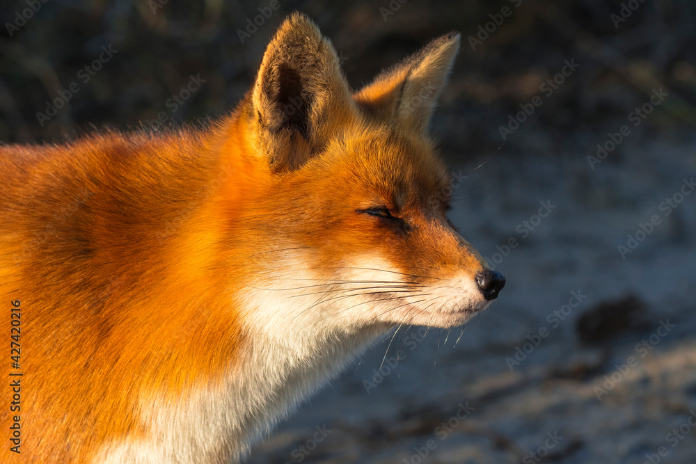 Fototapeta premium Red Fox (Vulpes vulpes) in the dunes portrait