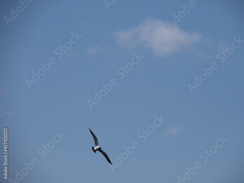 seagull in flight © chartreuse