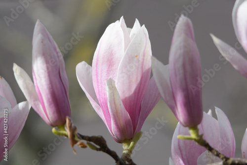 Close-up of magnolia flowers