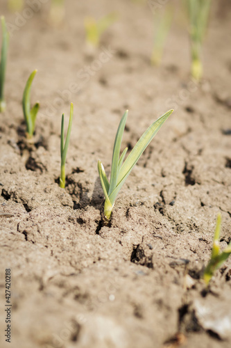 Spring. Flowers grow on the ground.