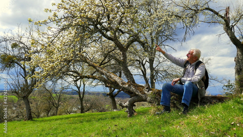 sportlicher Mann rastet bei blühendem Obstbaum und beobachtet die Natur an sonnigem Frühlingstag sportlicher Mann rastet bei blühendem Obstbaum und beobachtet die Natur an sonnigem Frühlingstag