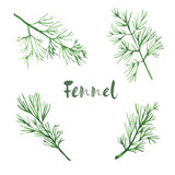 Watercolor illustration. Vegetables. Set of four branches of fennel isolated on a white background. 